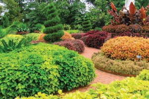 Coleus On Display
