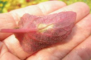 Leaf Sporulation