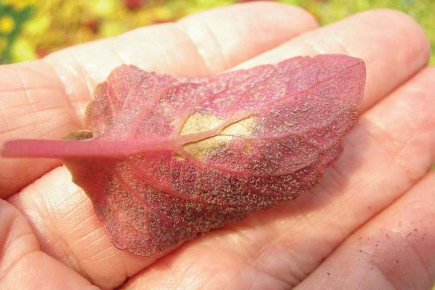 Leaf Sporulation