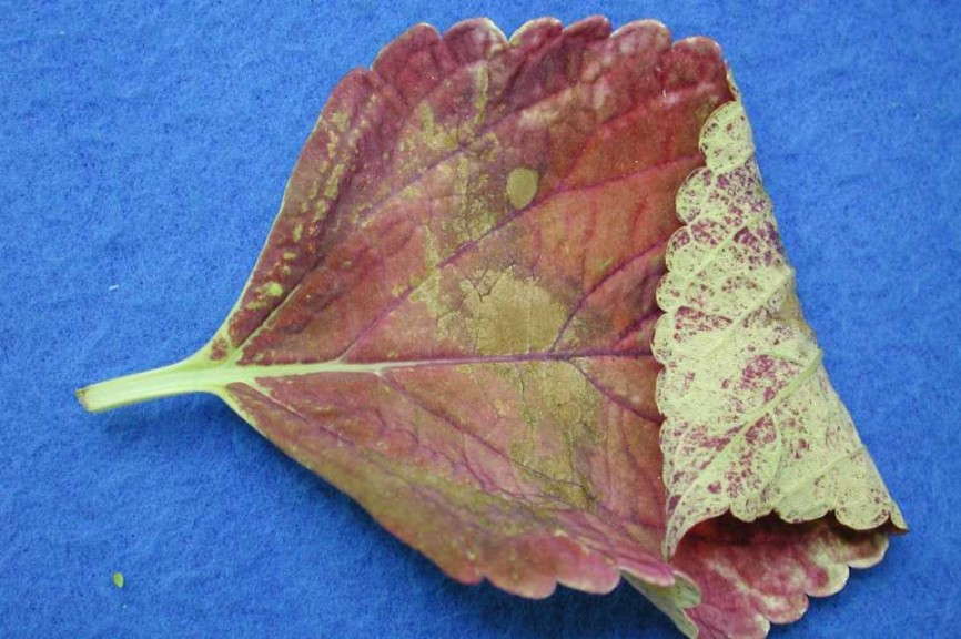 Leaf Spotting And Twisting