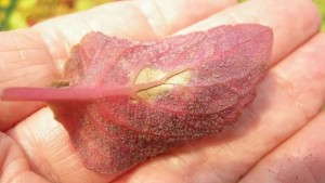 Research Gives Clues For Preventing Coleus Downy Mildew