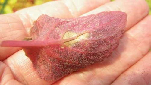 Research Gives Clues For Preventing Coleus Downy Mildew