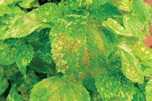 Green Cultivars 