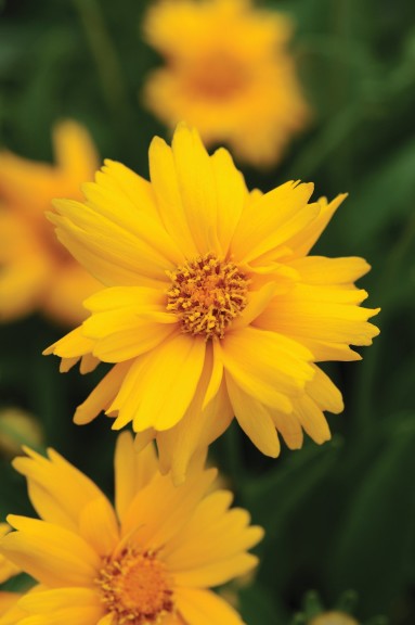 Coreopsis ‘Sun Up’ (Kieft Seed)