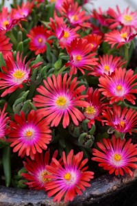 Delosperma ‘Jewel Of The Desert Garnet’ (Emerald Coast Growers)