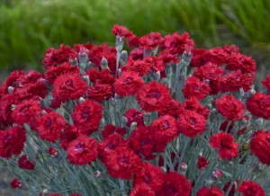 Dianthus 'Fruit Punch Maraschino'
