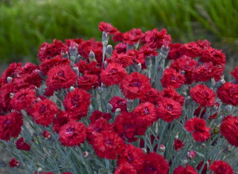 Dianthus 'Fruit Punch Maraschino'