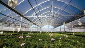 Emerald Coast Growers Steps-Up Production Efficiency And Broadens Its Phlox Program