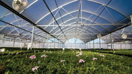 Emerald Coast Growers Steps-Up Production Efficiency And Broadens Its Phlox Program