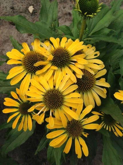 Echinacea 'Butterfly Golden Skipper'