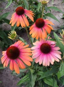 Echinacea 'Butterfly Rainbow Marcella'