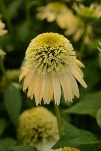 Echinacea 'Double Scoop Lemon Cream'