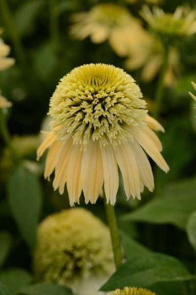 Echinacea 'Double Scoop Lemon Cream'
