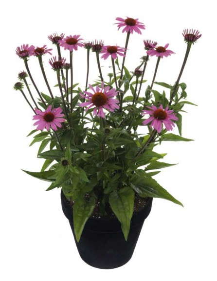 Echinacea 'Moodz Love'