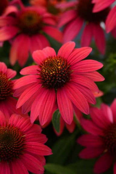 Echinacea 'Sombrero Baja Burgundy'