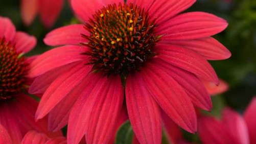 32 New Perennials For 2016