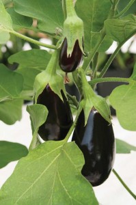 Eggplant 'Jaylo' (Johnny's Selected Seeds)