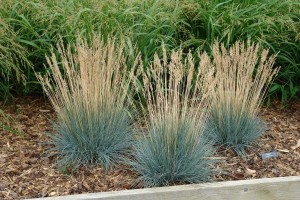 Festuca 'Beyond Blue' (North Creek Nurseries)