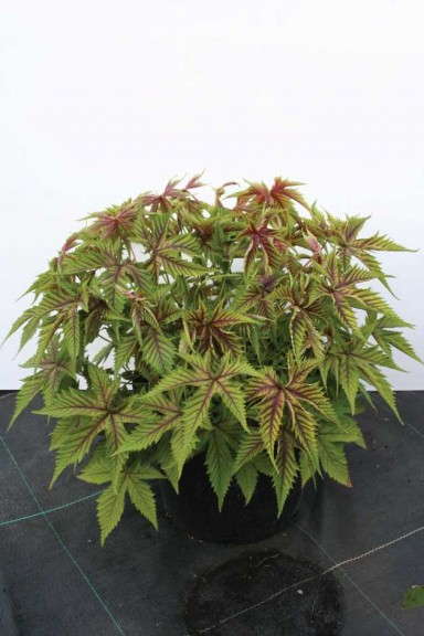 Filipendula 'Red Umbrellas'