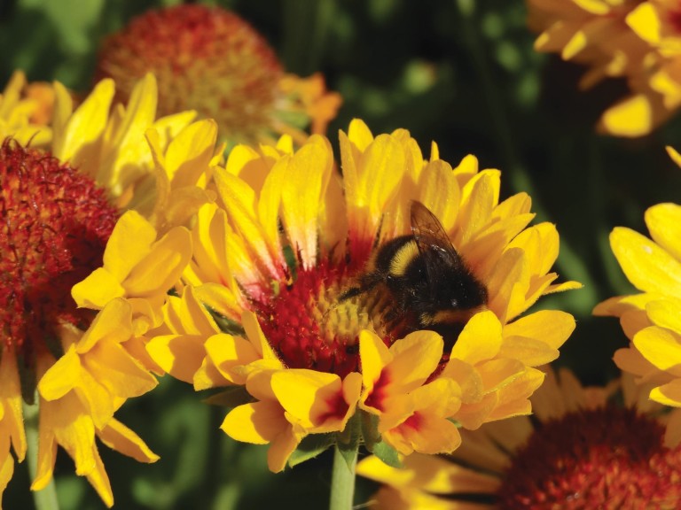 Gaillardia ‘Fanfare Citronella Imp’ (PlantHaven)