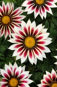 Gazania ‘New Day Rose Stripe’ (PanAmerican Seed)