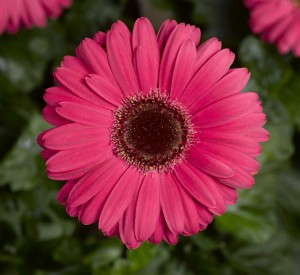 Gerbera 'Bengal Rose with Eye'