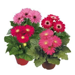 Gerbera 'Flori Line Pink Splash'