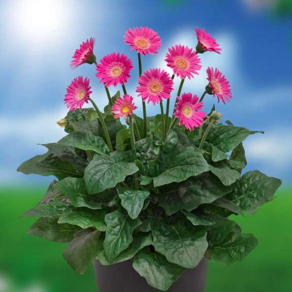 Gerbera 'Garvinea Lydia'