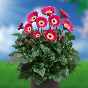 Gerbera 'Garvinea Sweet Spice'