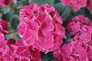 Hydrangea 'Electric Rouge'