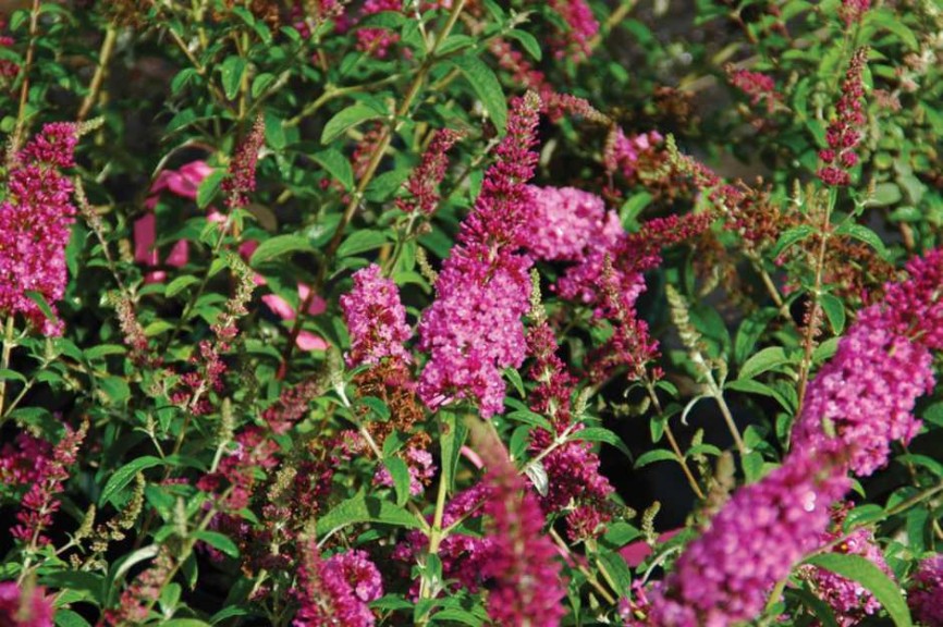 Buddleia 'Sweet Red Jam'