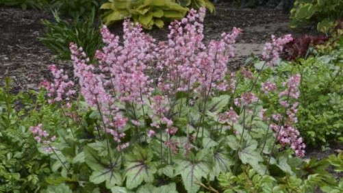 Intergeneric Crosses Are A New Perennial Trend