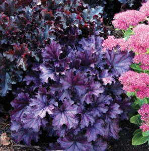 Heuchera 'Forever Purple'