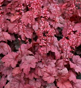Heuchera 'Grape Soda'