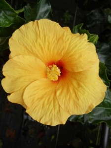 Hibiscus 'TahitiWind'