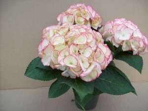 Hydrangea 'Chique'