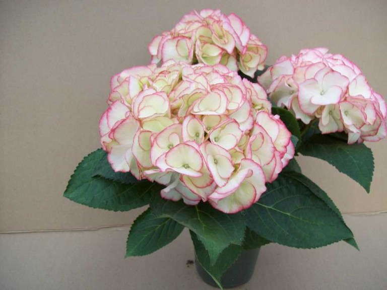 Hydrangea 'Chique'