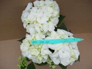 Hydrangea 'Vanilla Sky'