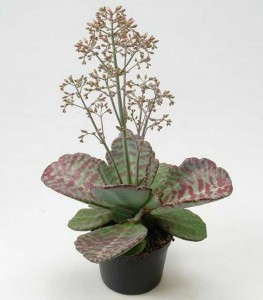 Kalanchoe 'Cupcake'