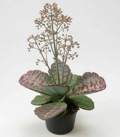 Kalanchoe 'Cupcake'