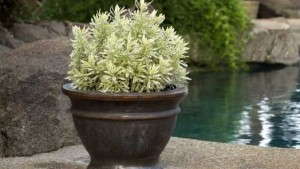 Why You Will Still Grow Today’s Big Perennial 10 Years From Now