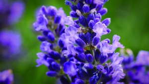 How To Determine When To Buy Herbaceous Perennials In Vernalized Liners