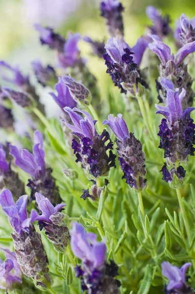 Lavender 'Bandera Purple'