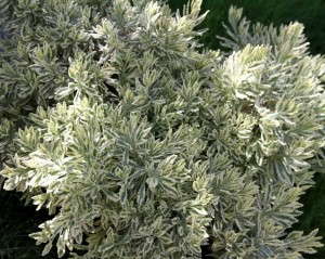 Lavender allardii 'Meerlo'