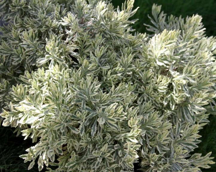 Lavender allardii 'Meerlo'