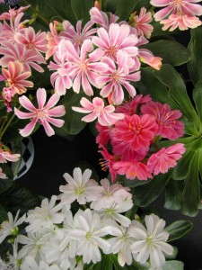 Lewisia 'Jewels'