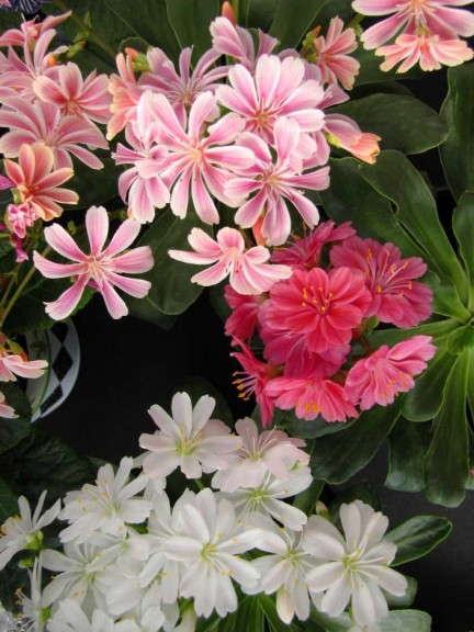 Lewisia 'Jewels'