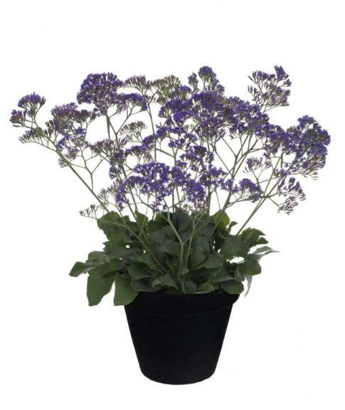 Limonium 'Blue Lagoon'