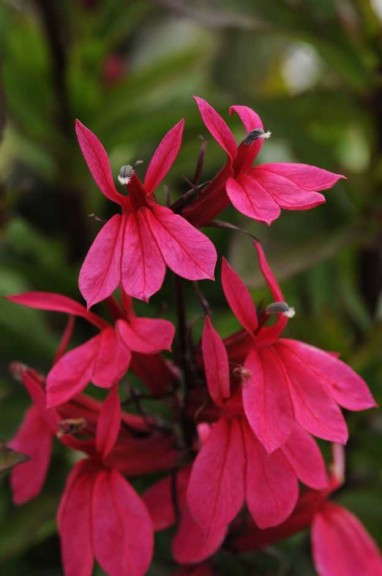 Lobelia 'Starship Deep Rose'