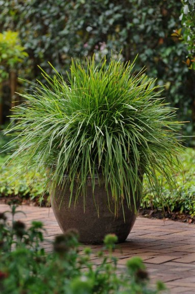 Lomandra 'LimeTough' (Ball Ornamentals)